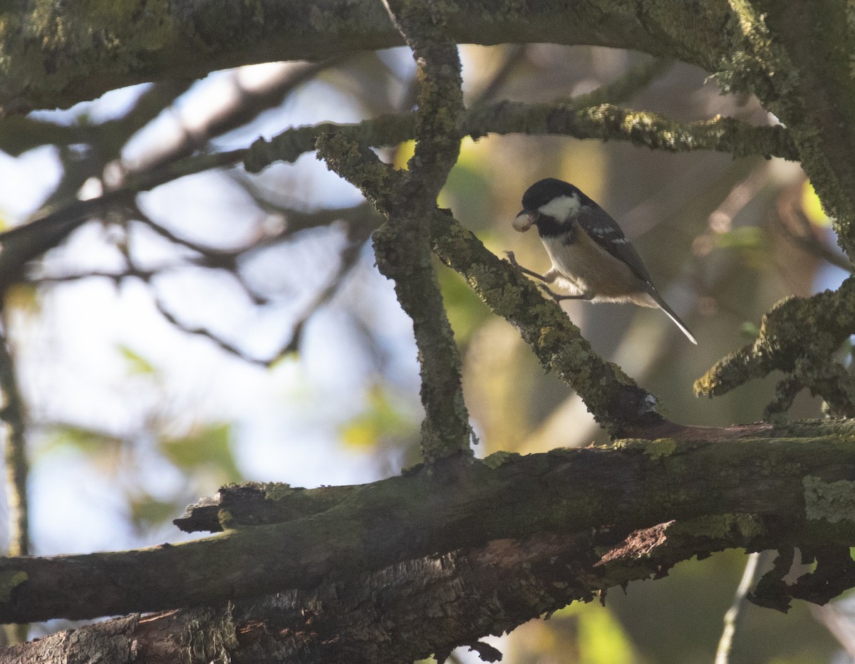 Carbonero Garrapinos - ML647177120