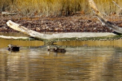American Black Duck - ML647177123