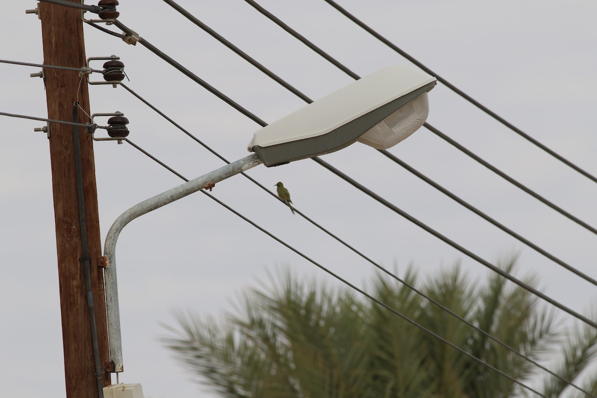 Arabian Green Bee-eater - ML647177128