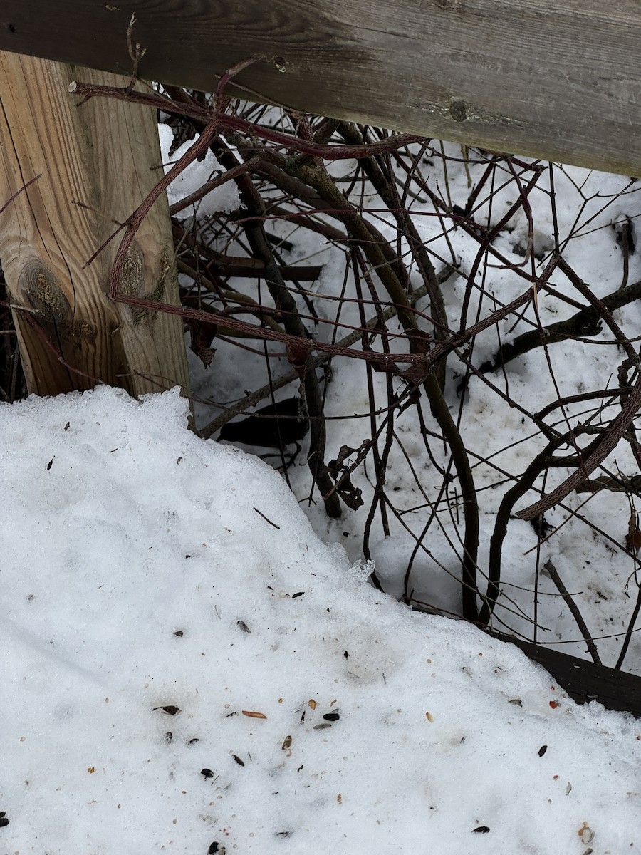 Virginia Rail - ML647177150