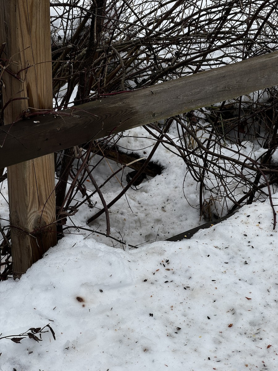 Virginia Rail - ML647177151