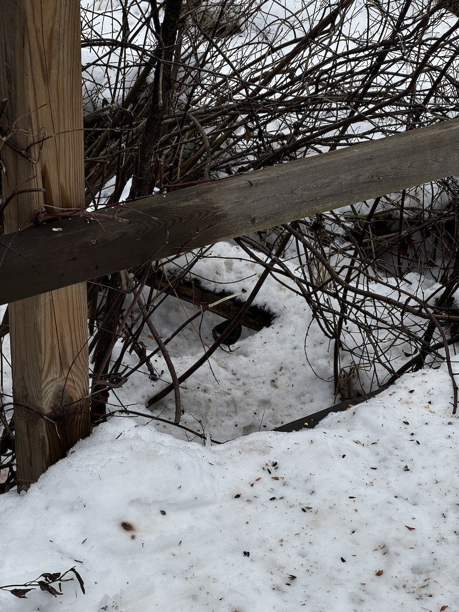 Virginia Rail - ML647177152