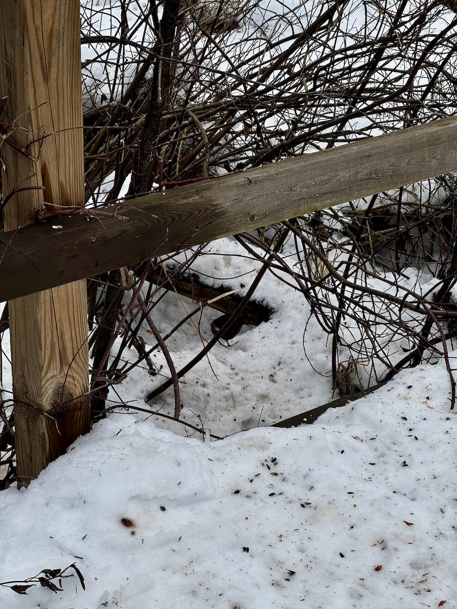 Virginia Rail - ML647177153