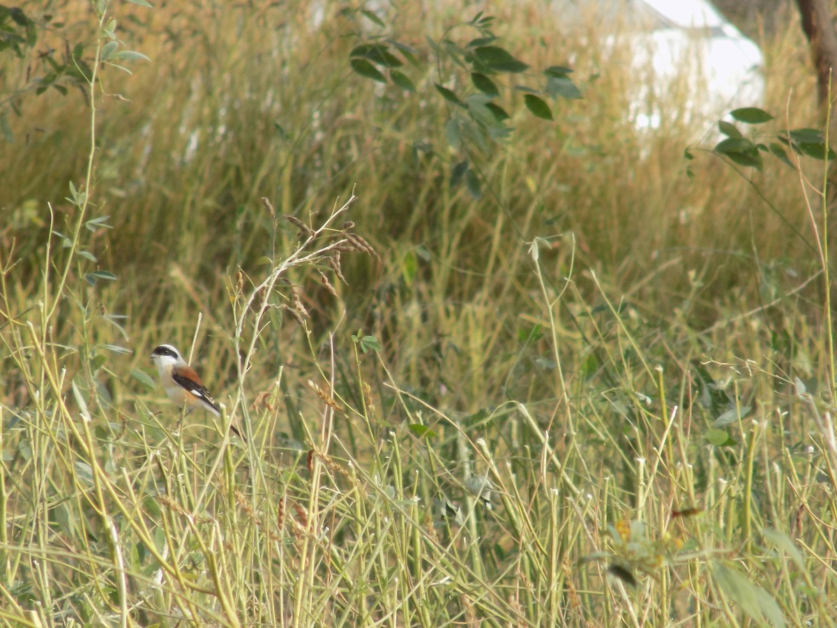 Bay-backed Shrike - ML647177158