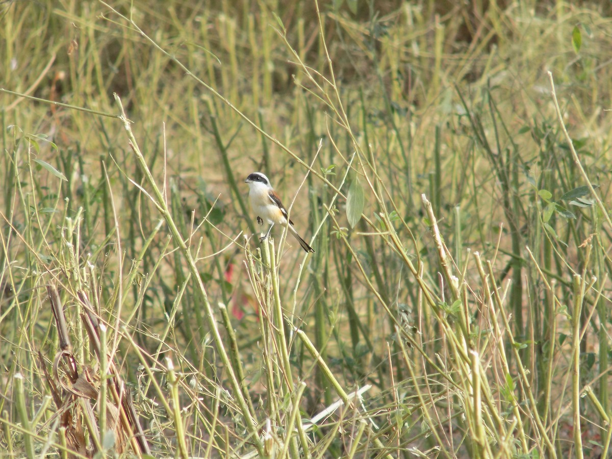 Bay-backed Shrike - ML647177159