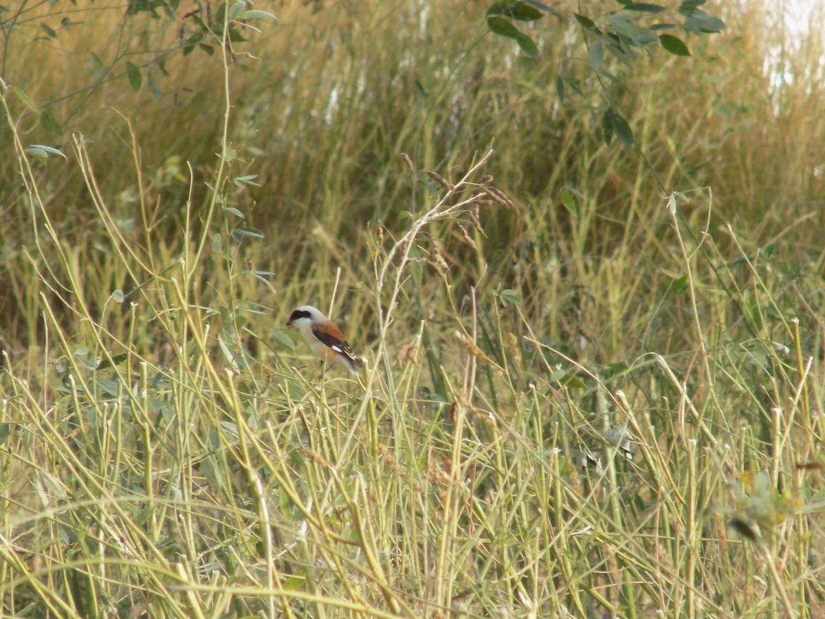 Bay-backed Shrike - ML647177160