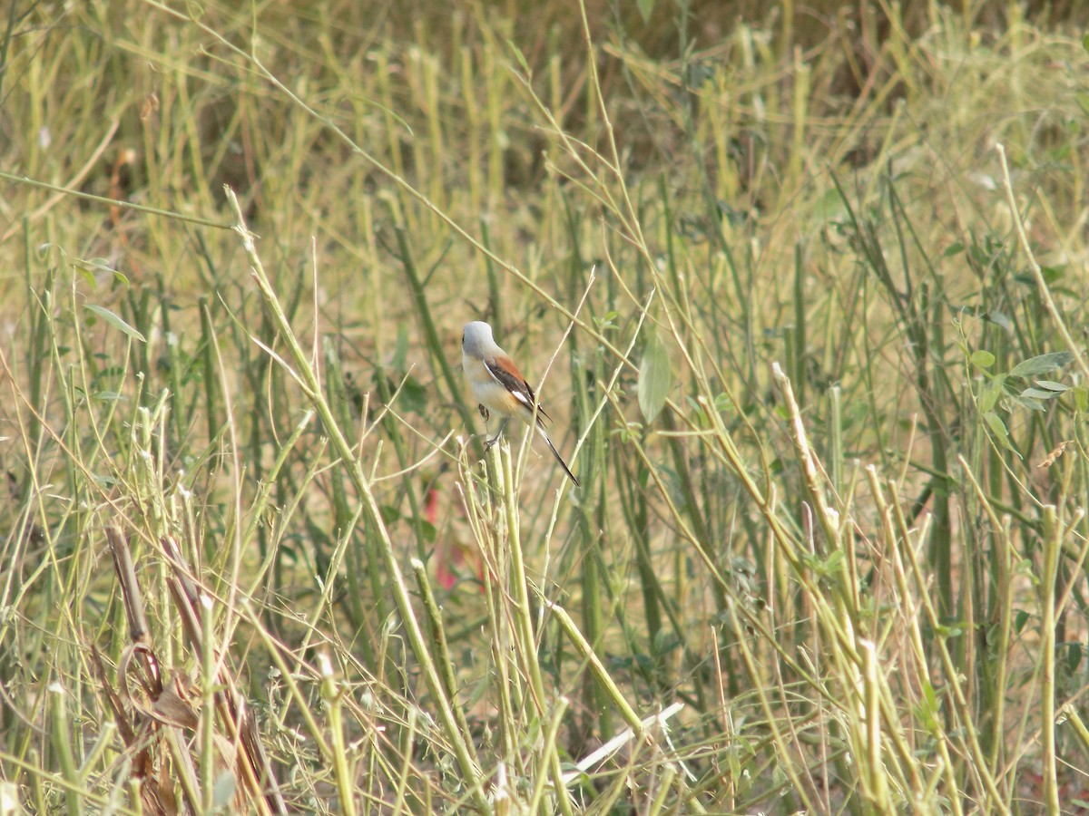 Bay-backed Shrike - ML647177161