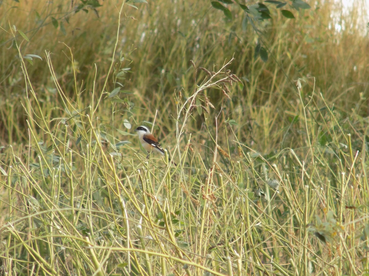 Bay-backed Shrike - ML647177164