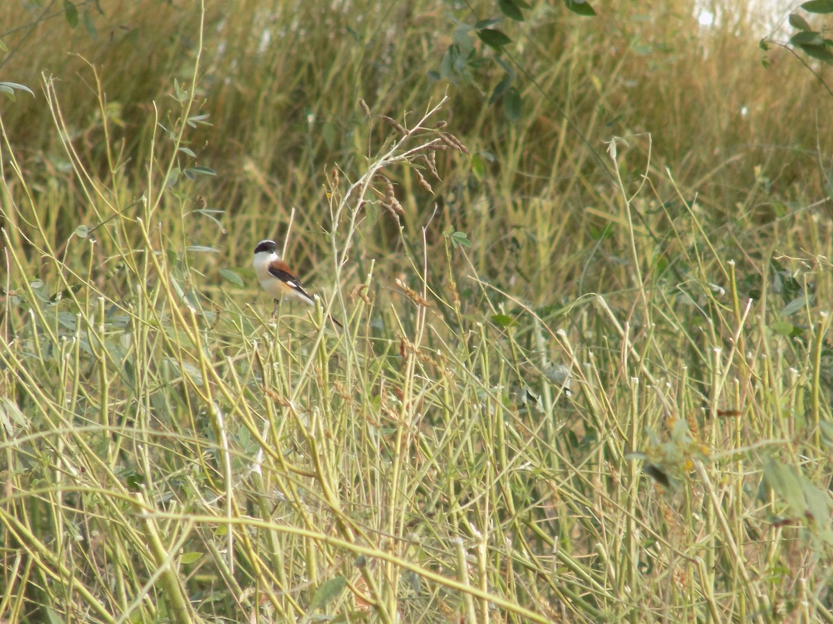 Bay-backed Shrike - ML647177165