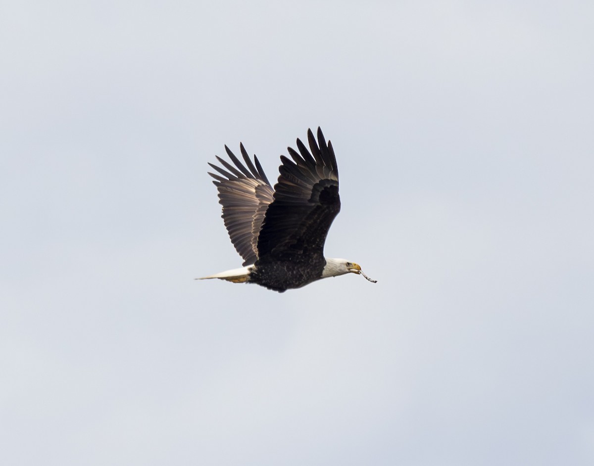 Bald Eagle - ML647177185