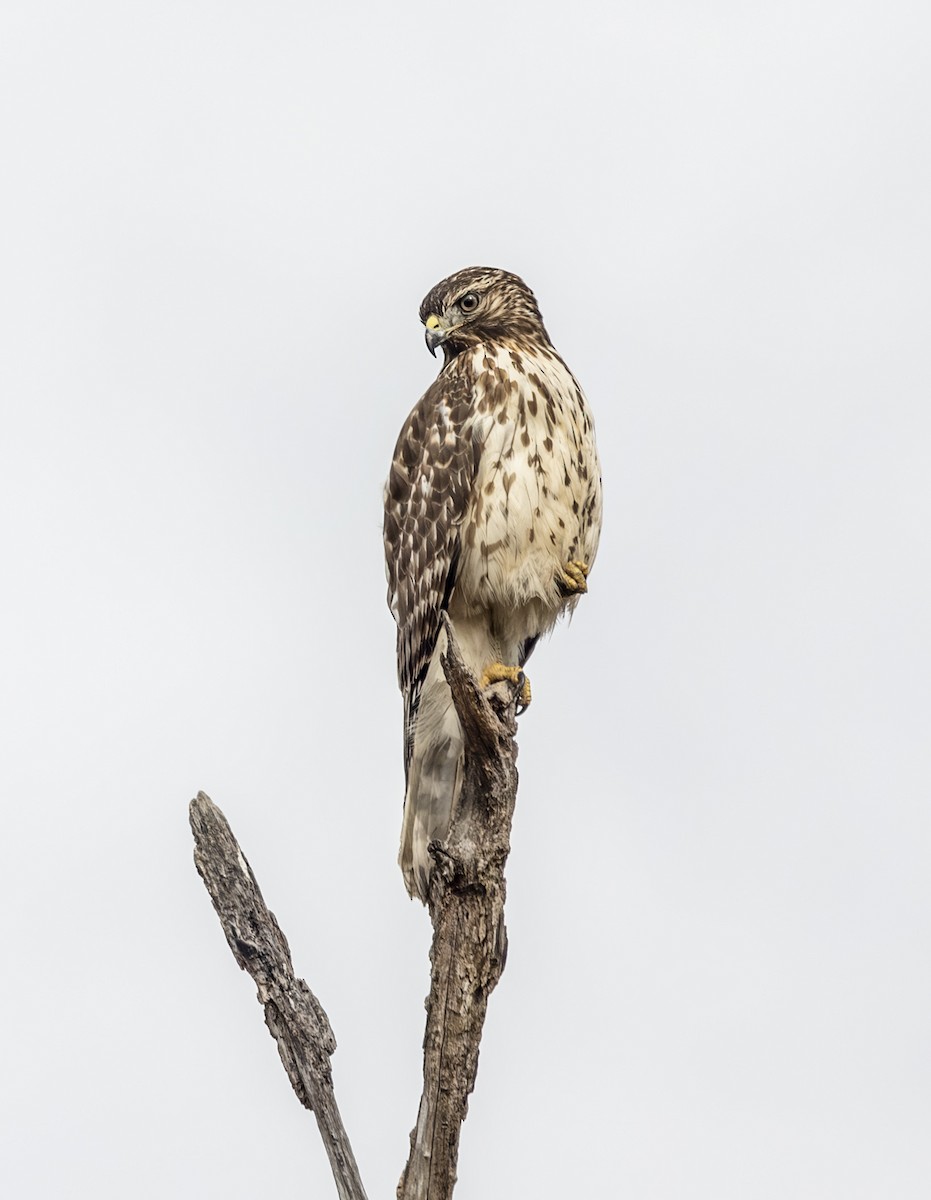 Red-shouldered Hawk - ML647177187