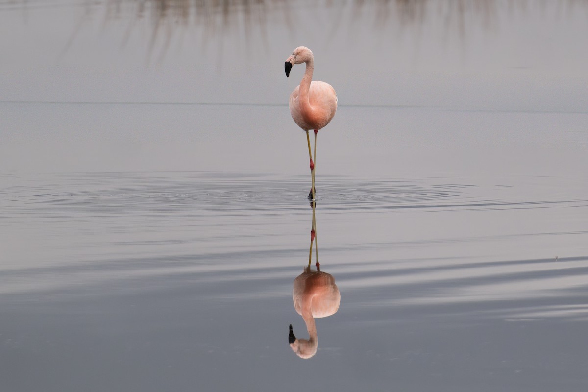 Chilean Flamingo - ML647177188