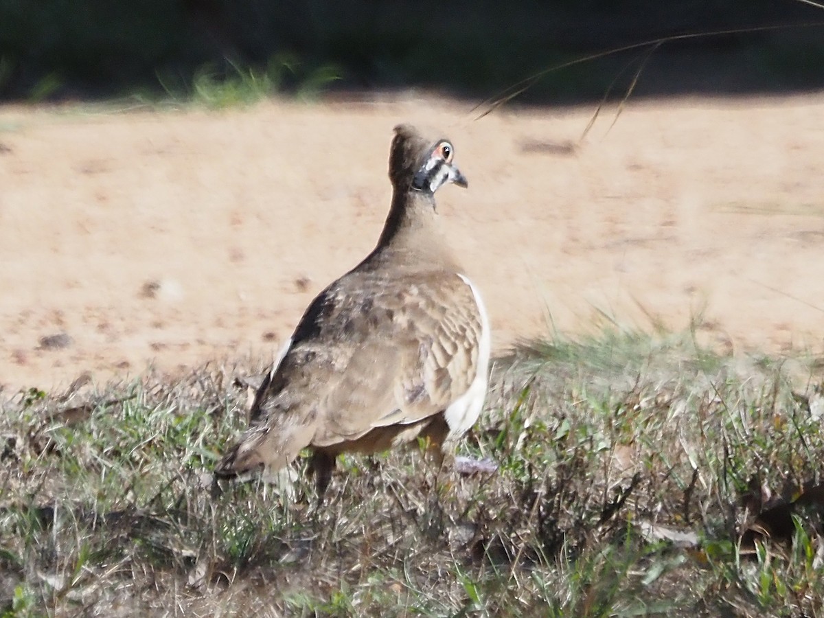 rypedue - ML647177201