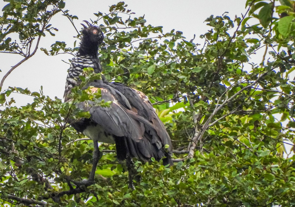 Chajá Añuma - ML647177217