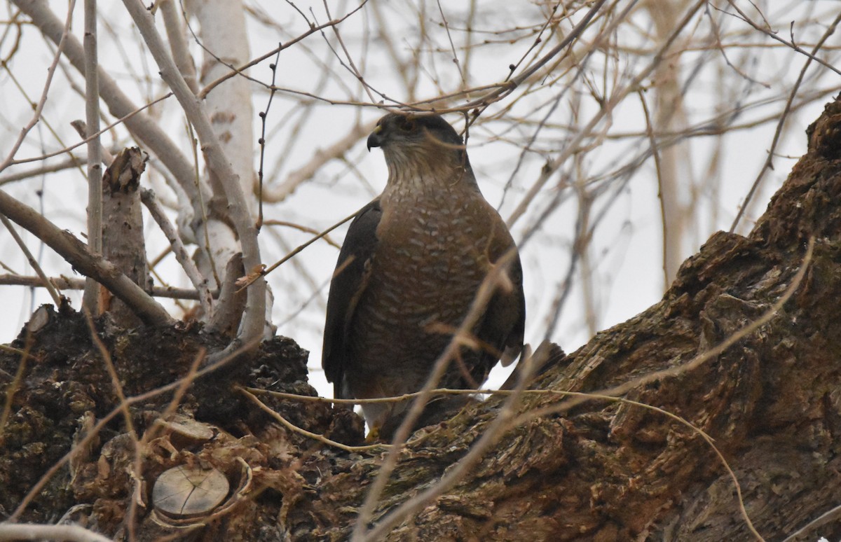 Épervier de Cooper - ML647177228