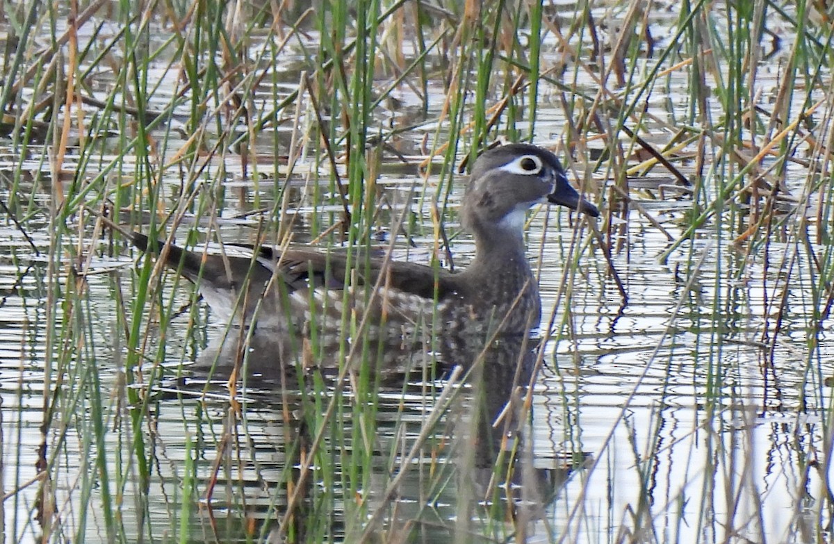 kachnička karolínská - ML647177260