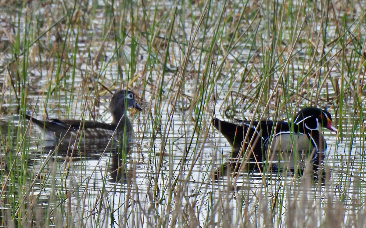 kachnička karolínská - ML647177261