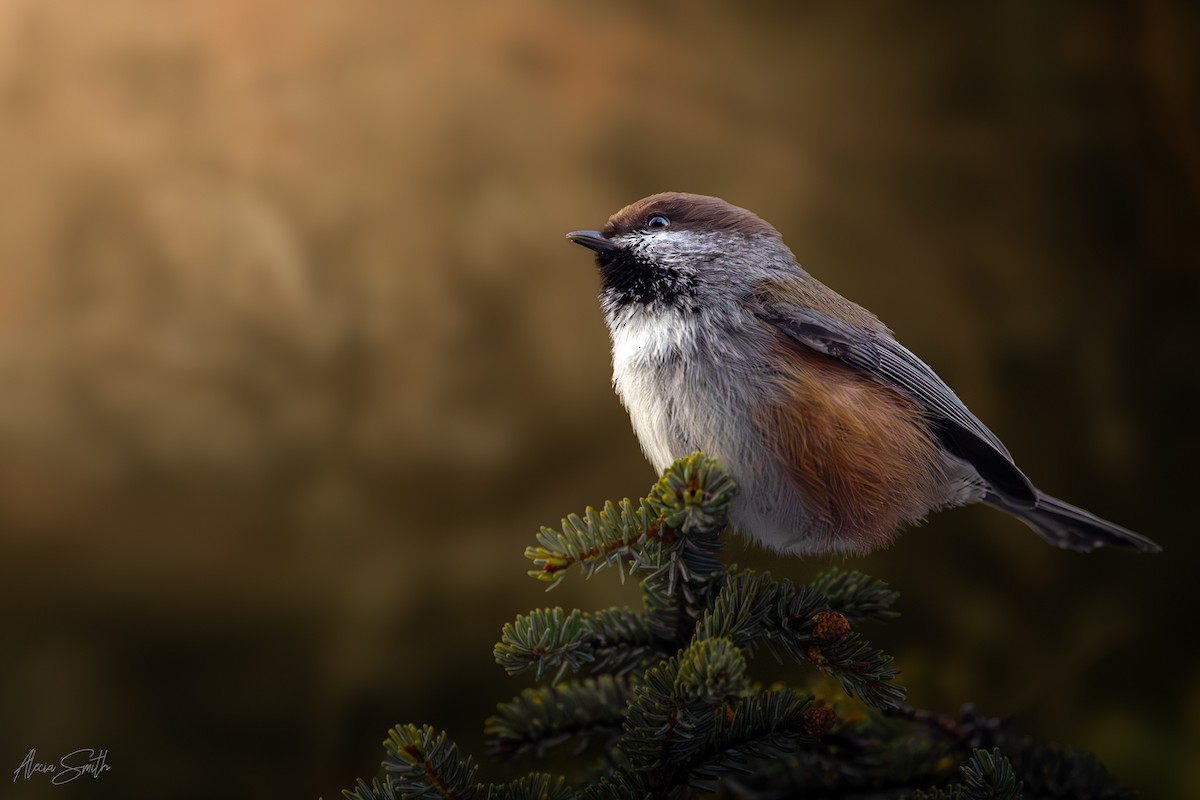 Carbonero Boreal - ML647177263