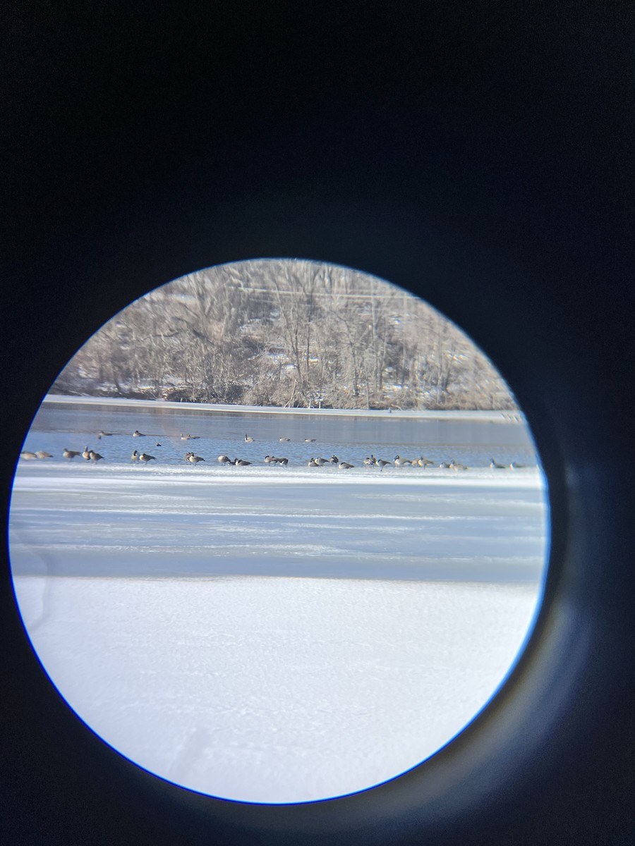 Greater White-fronted Goose - ML647177267