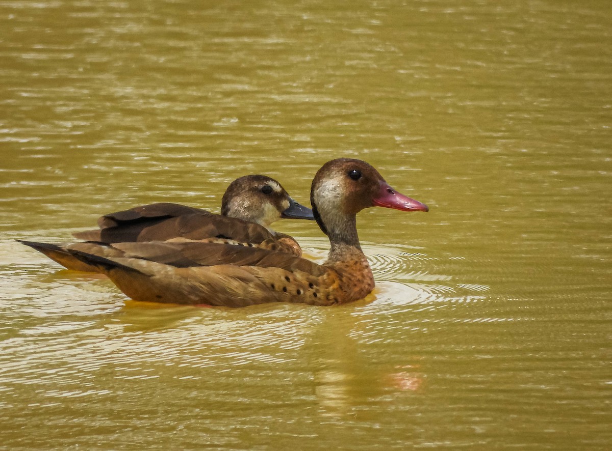 Brazilian Teal - ML647177268