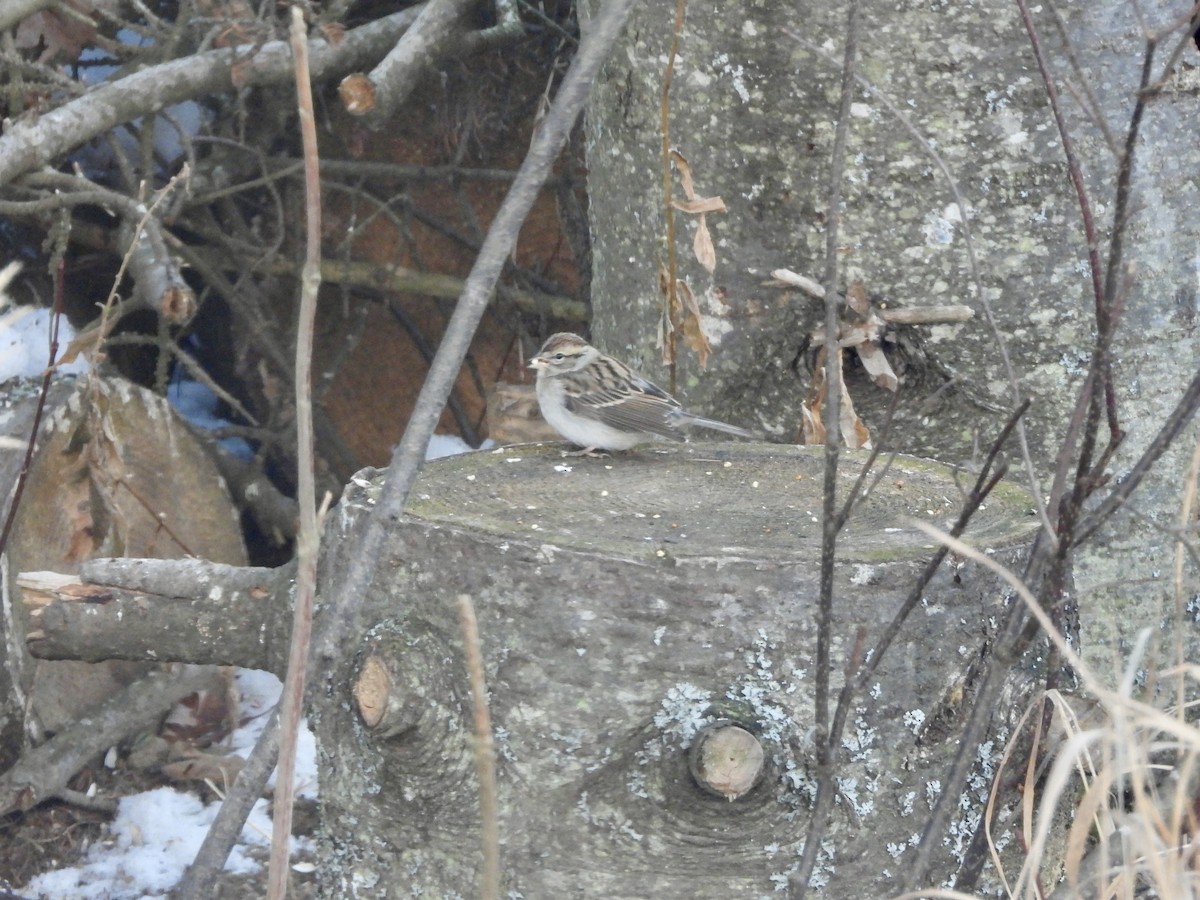 Chipping Sparrow - ML647177273