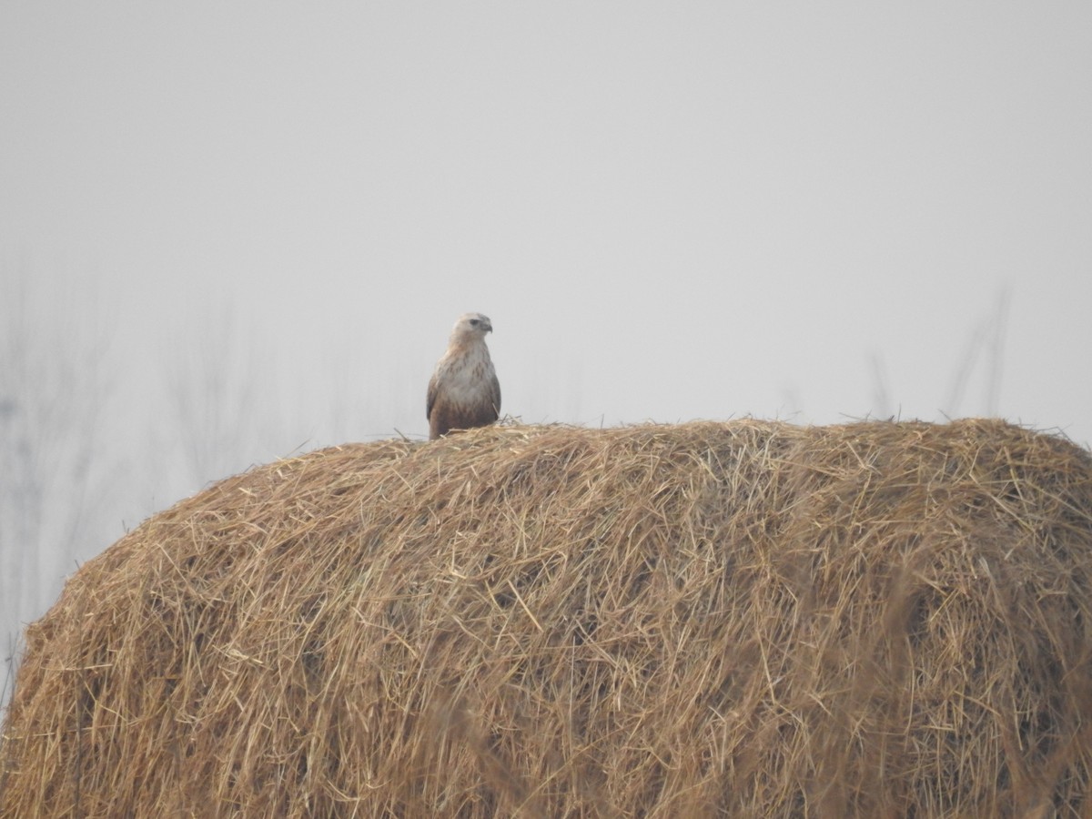 Kızıl Şahin - ML647177301