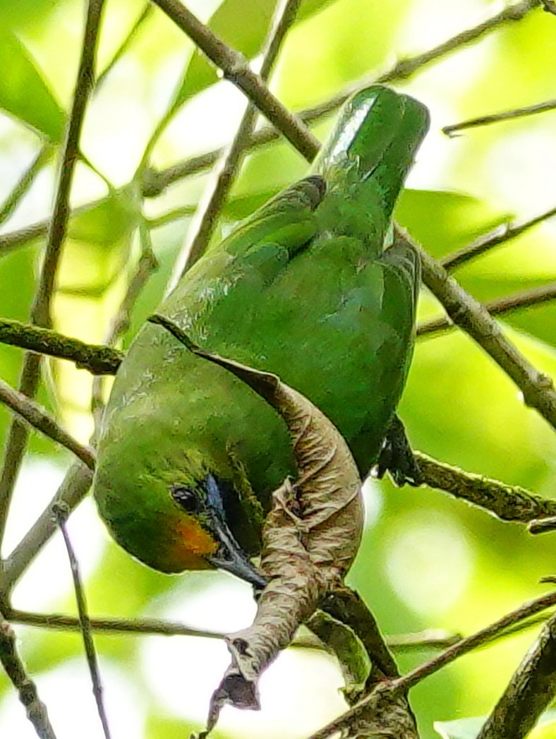 Golden-fronted Leafbird - ML647177312