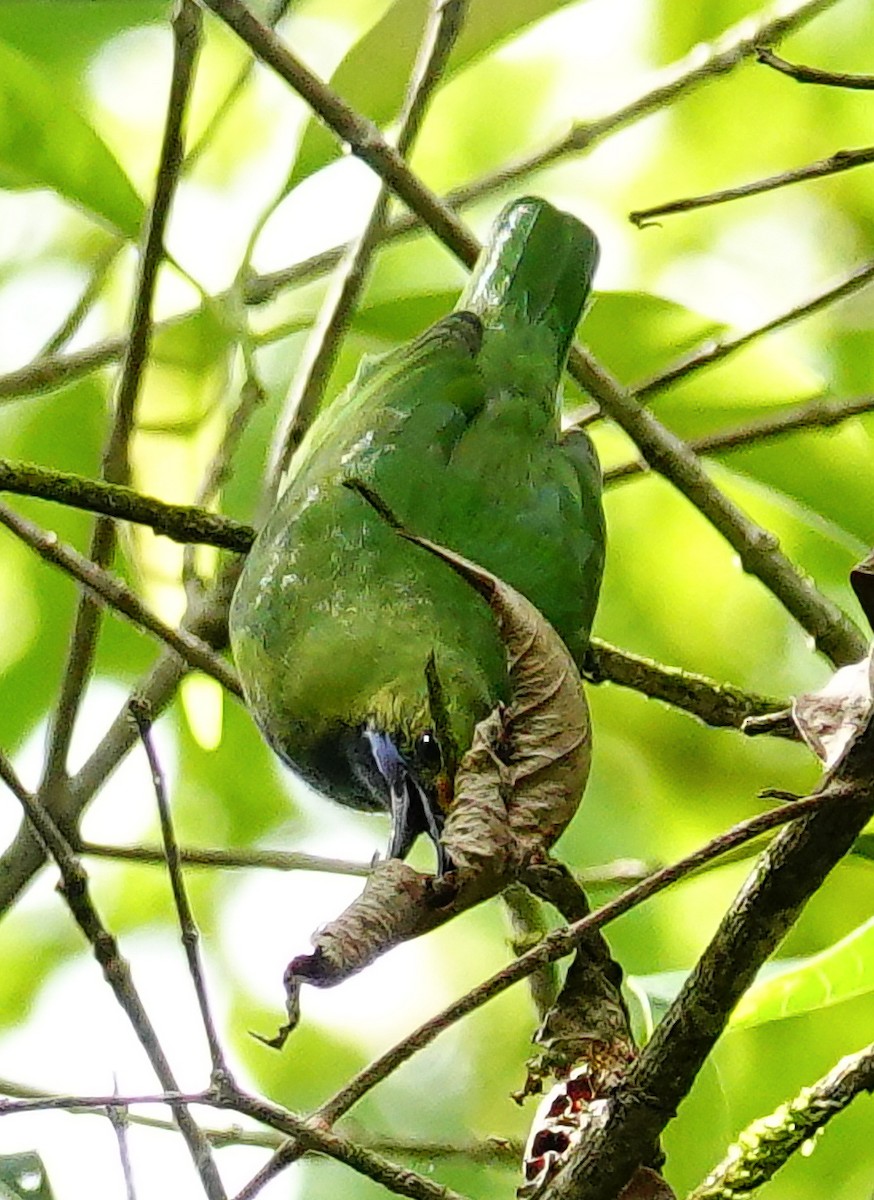 Golden-fronted Leafbird - ML647177313