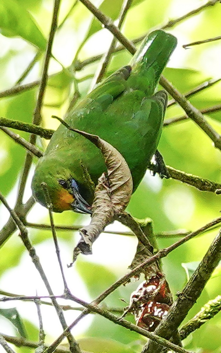 Golden-fronted Leafbird - ML647177314