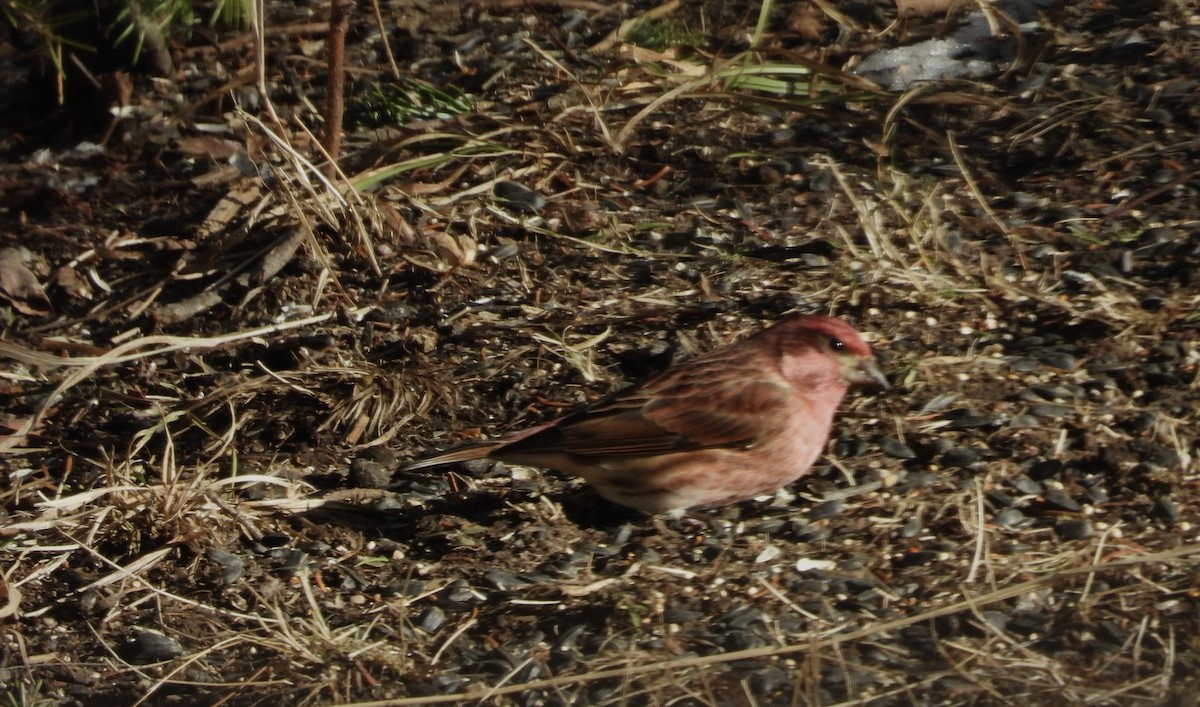 Purple Finch - ML647177320