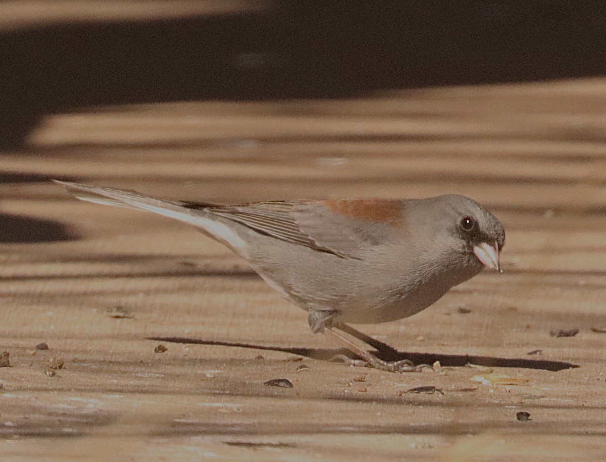 Dark-eyed Junco (Gray-headed) - ML647177321