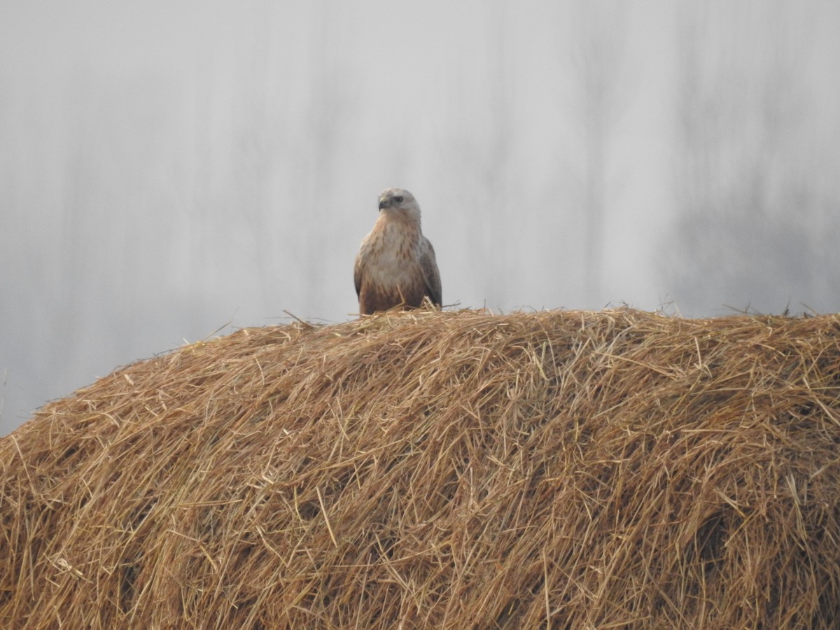 Kızıl Şahin - ML647177324