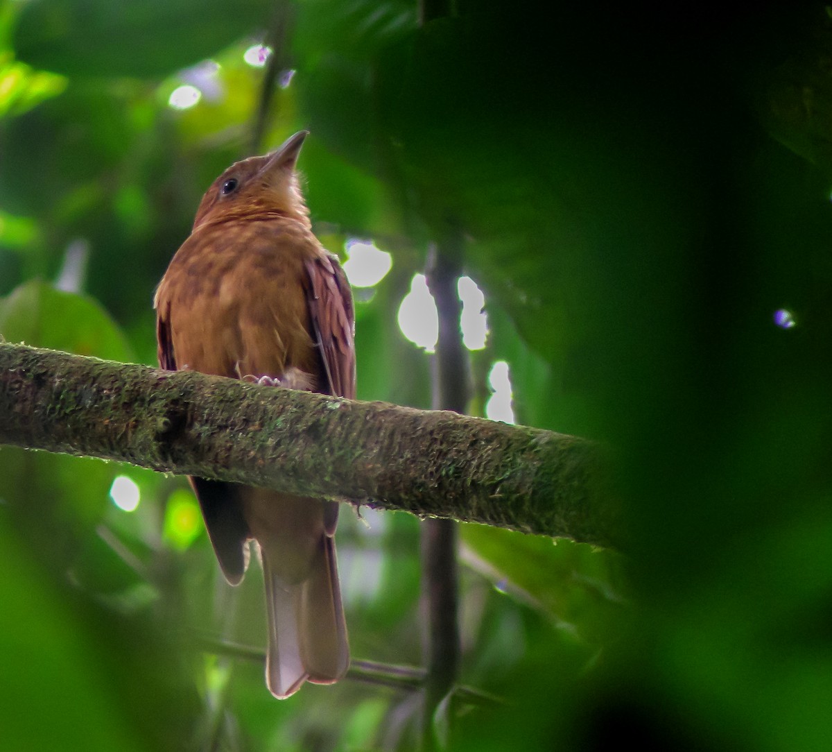 brunpiha - ML647177325