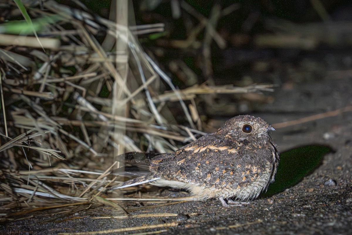 gressnattravn - ML647177327