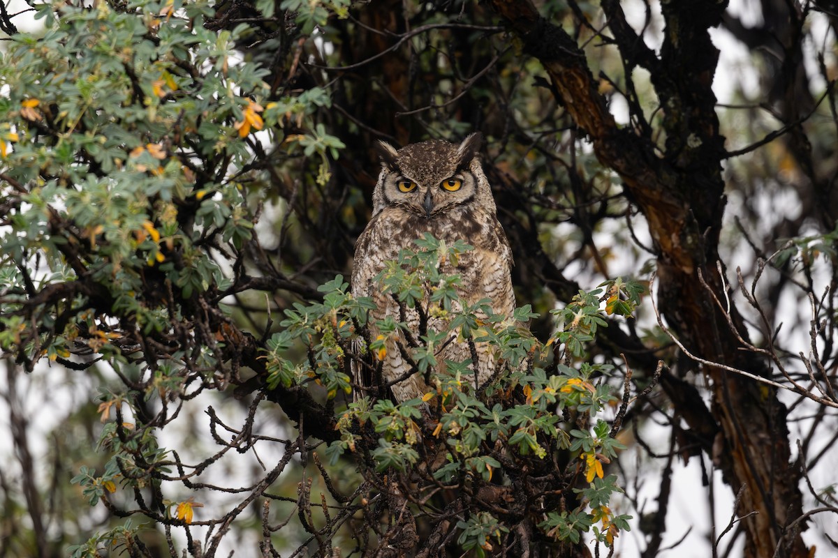 chilehubro - ML647177329