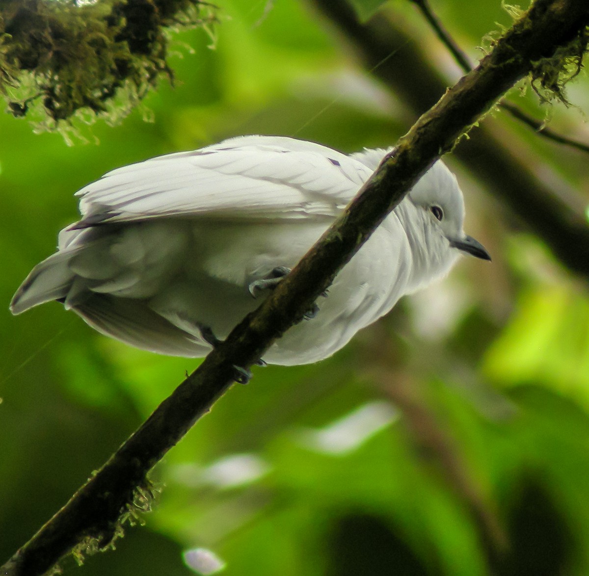 svarttippkotinga - ML647177337