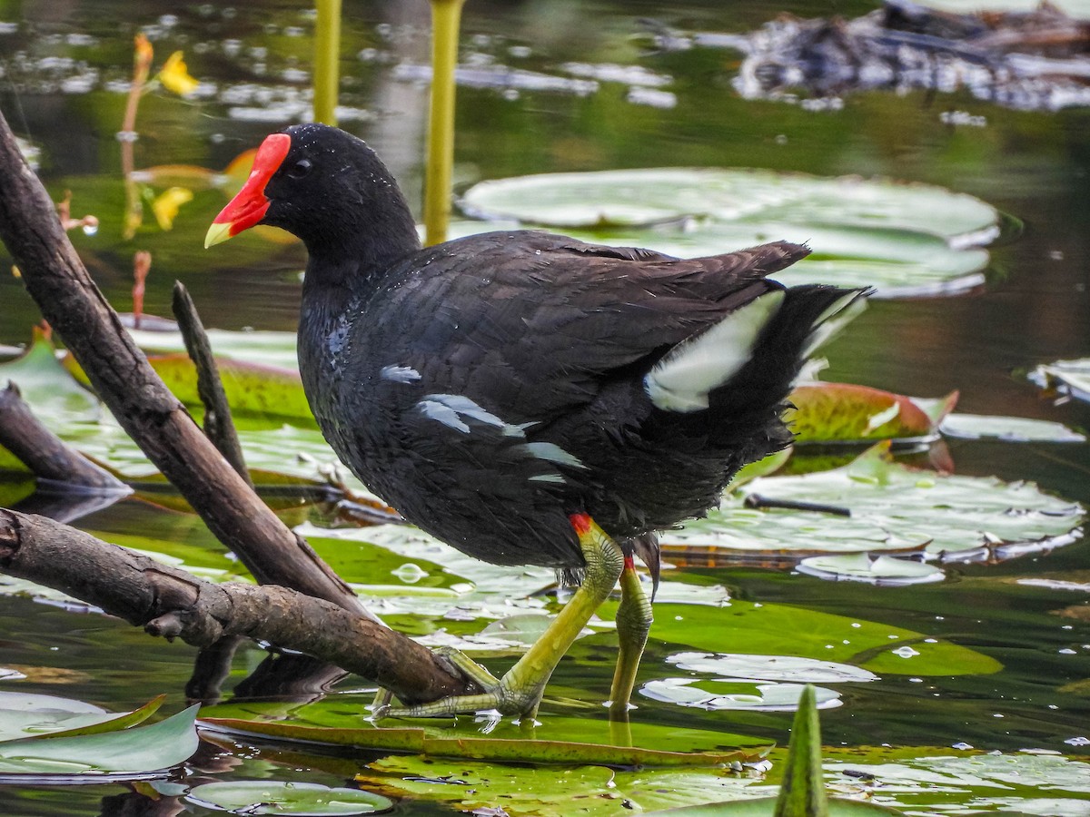 amerikasivhøne - ML647177342