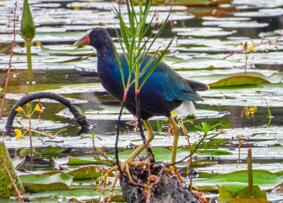 amerikapurpurhøne - ML647177348