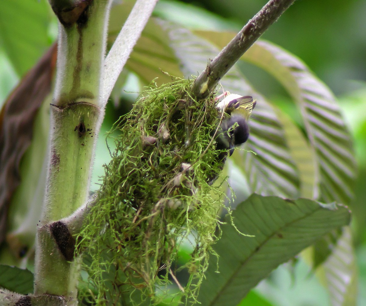 svartkroneknøttyrann - ML647177352