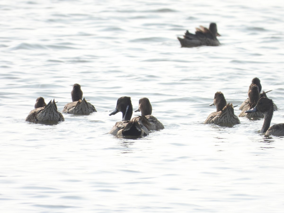 stjertand - ML647177353