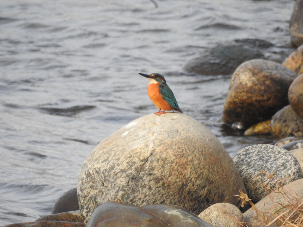 isfugl - ML647177354