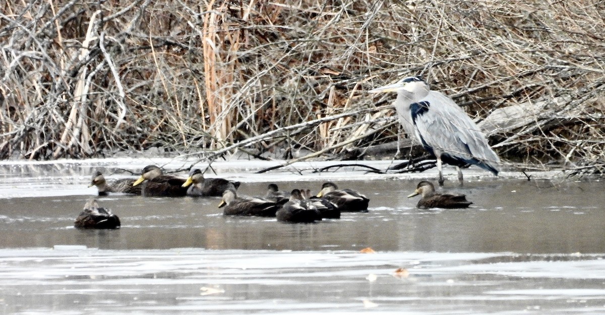 rødfotand - ML647177360