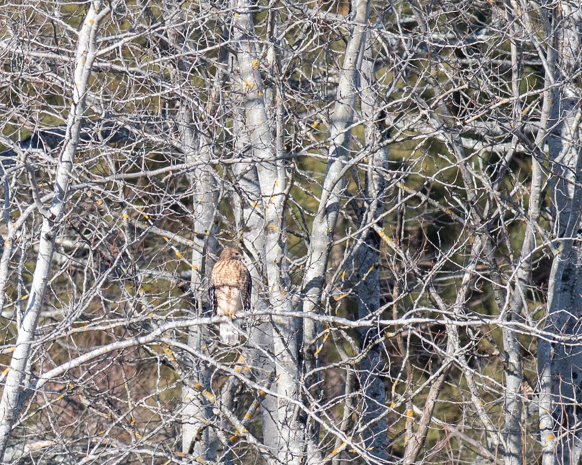 rødvingevåk - ML647177362