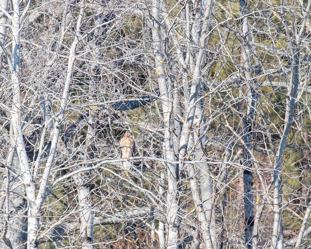 rødvingevåk - ML647177363