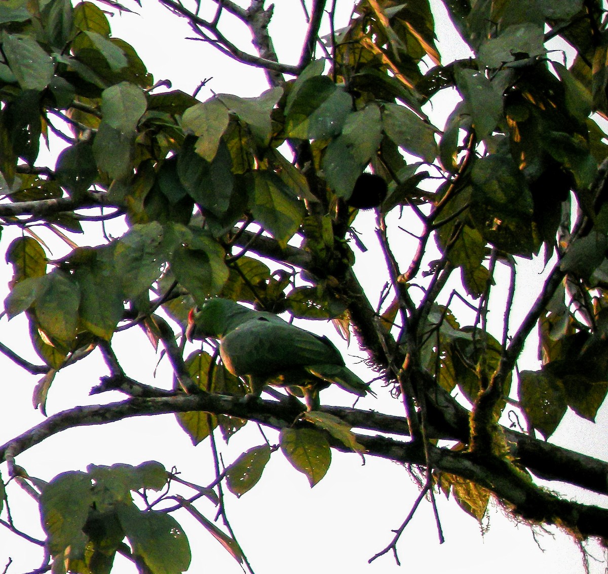 gulkinnamazon - ML647177364