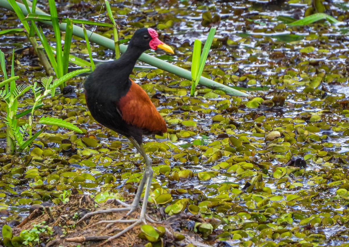 rødflikbladhøne - ML647177366