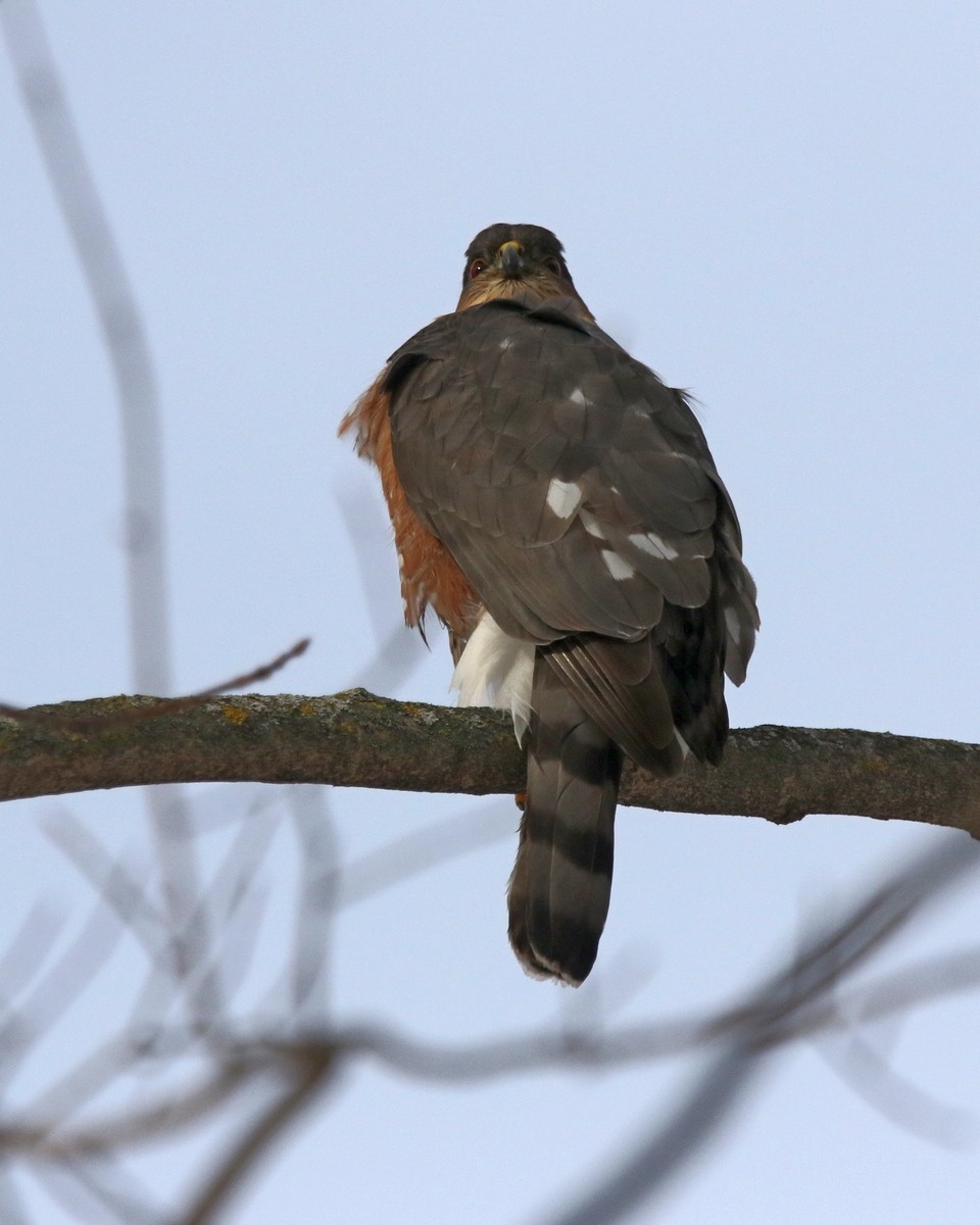 trostehauk - ML647177367