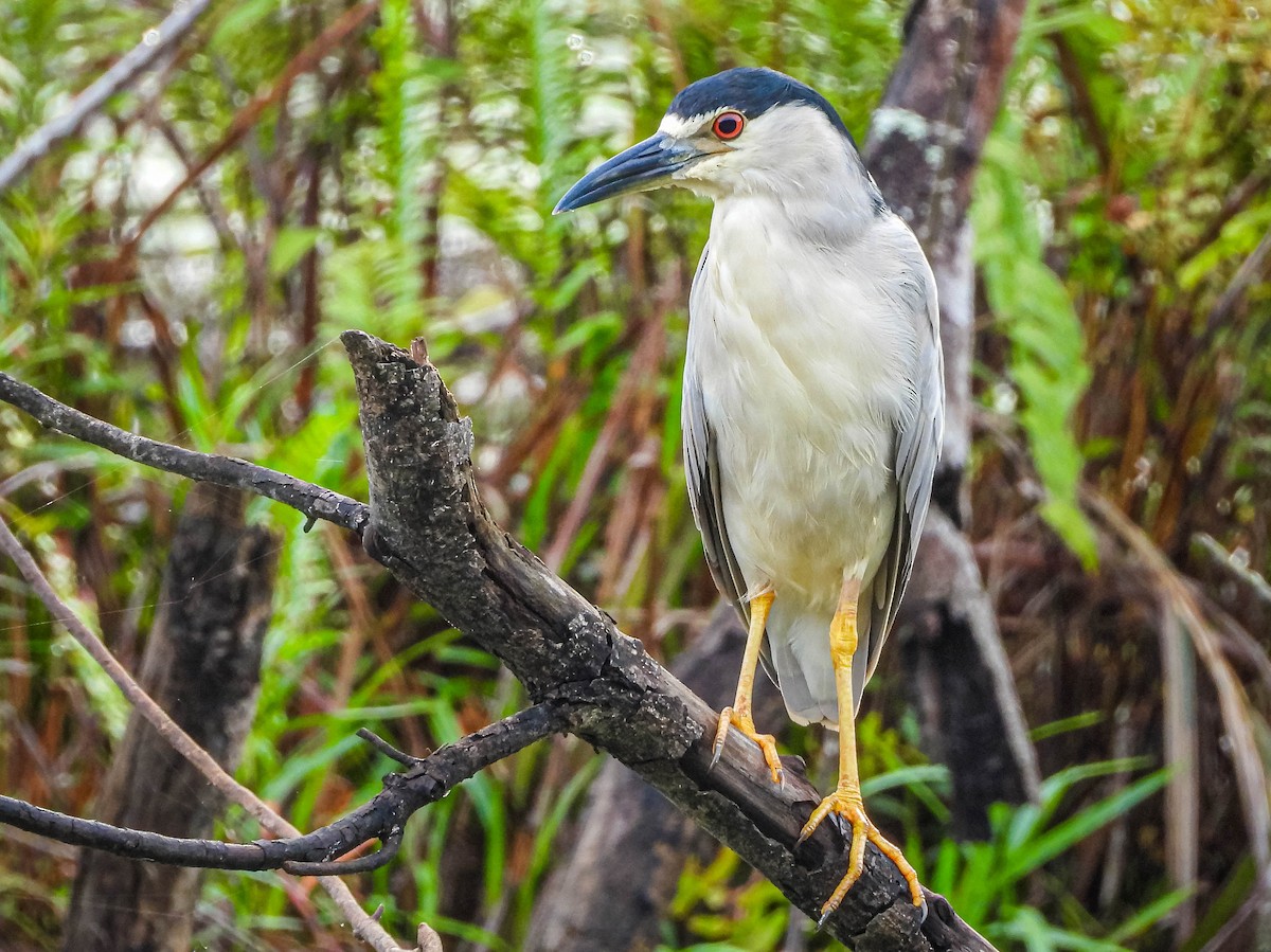 natthegre - ML647177368