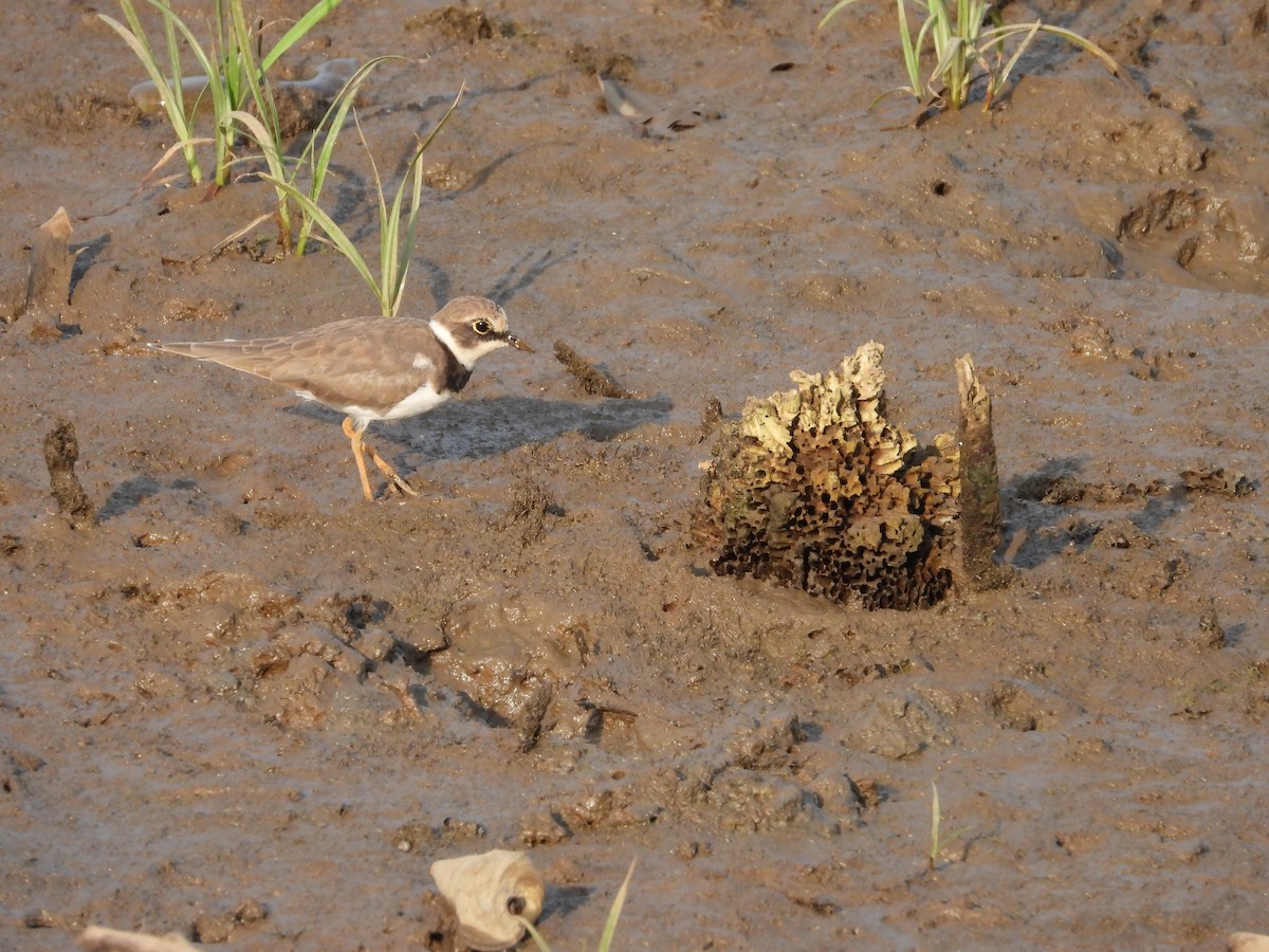 dverglo - ML647177373