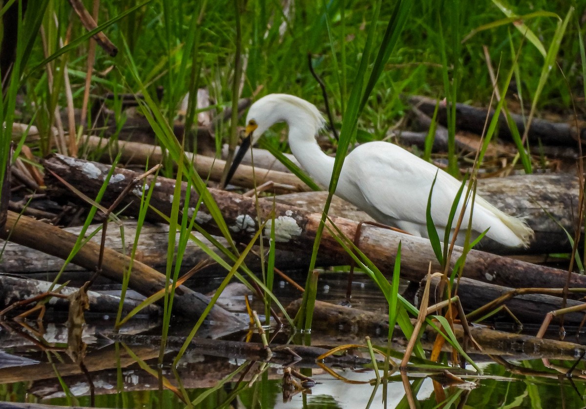 snøhegre - ML647177374